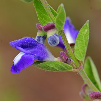 Scutellaria platyphylla, Mexican Skullcap